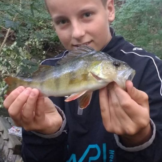 Flussbarsch