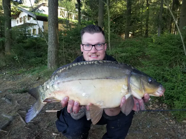 Karpfen