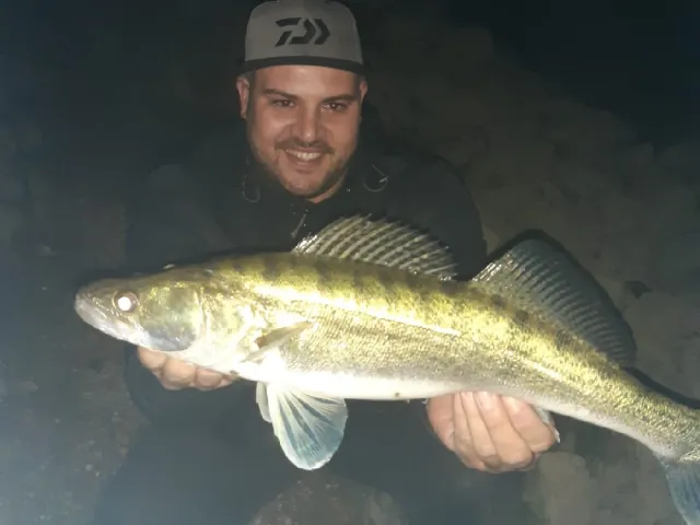 Zander