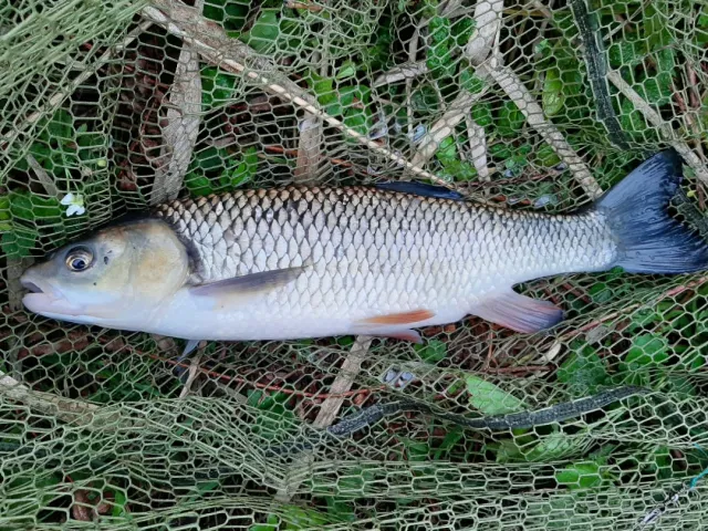 Döbel