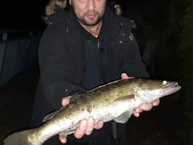 Zander