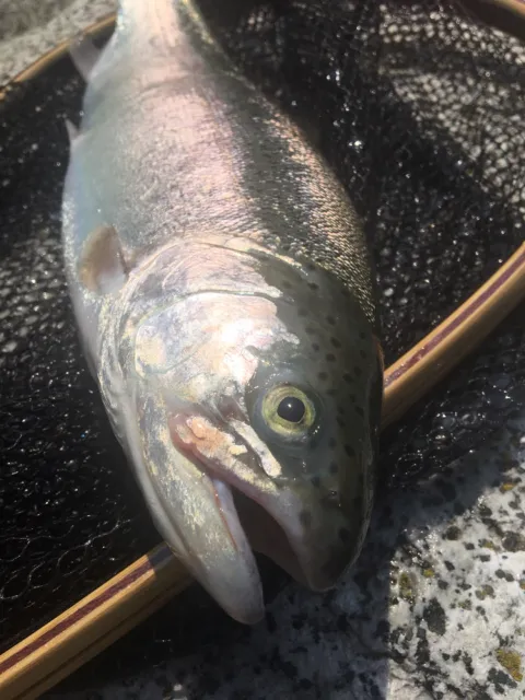 Regenbogenforelle