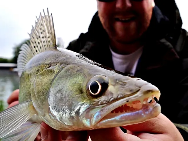 Zander