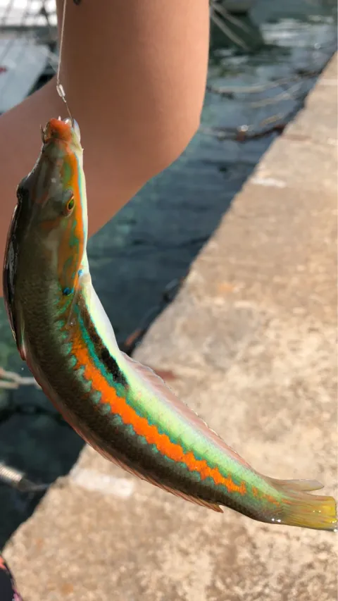 Lippfisch