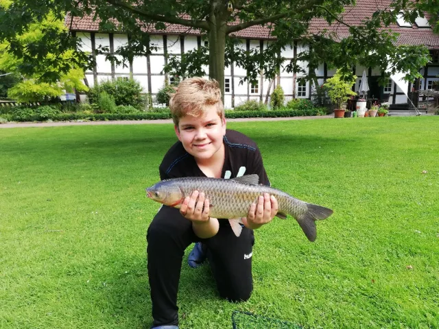 Graskarpfen