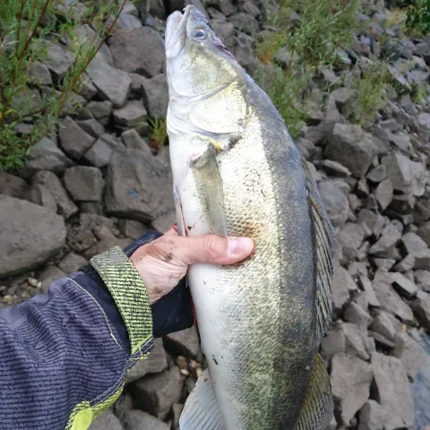 Zander