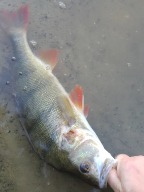 Flussbarsch