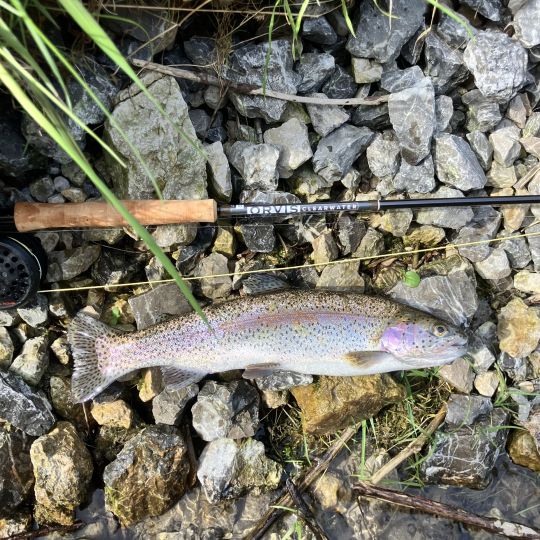 Regenbogenforelle