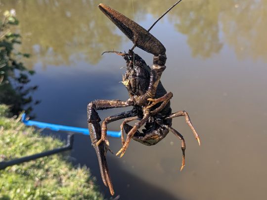 Galizischer Sumpfkrebs