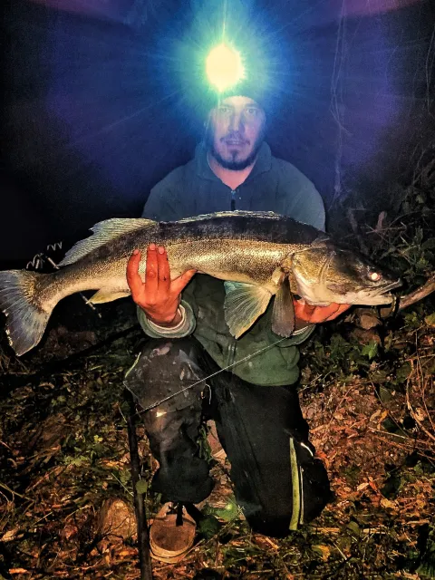 Zander