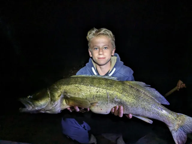 Zander