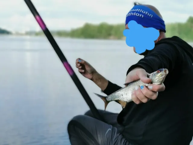 Rotauge
