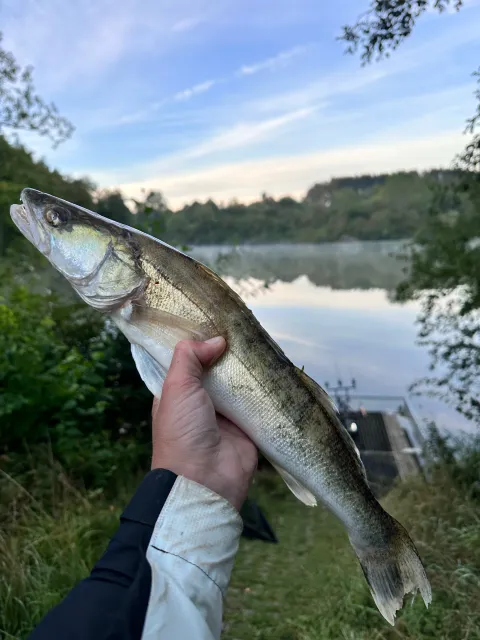 Zander