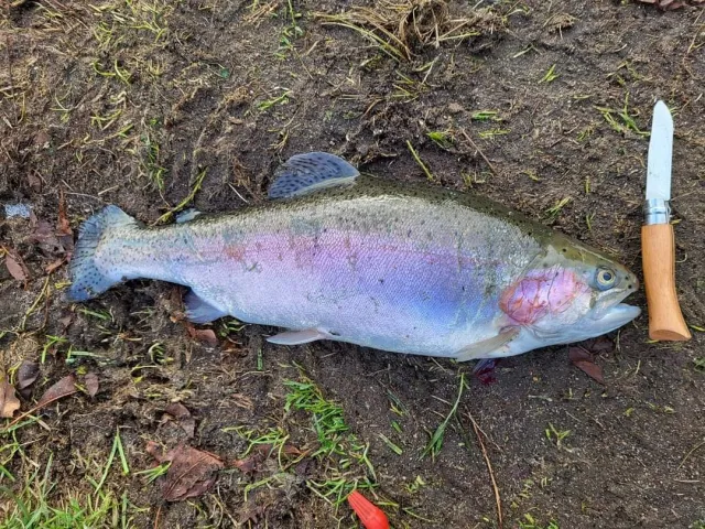 Regenbogenforelle