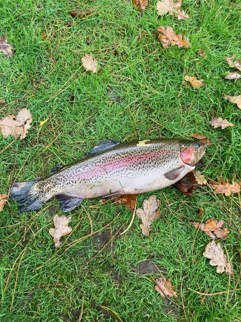 Regenbogenforelle