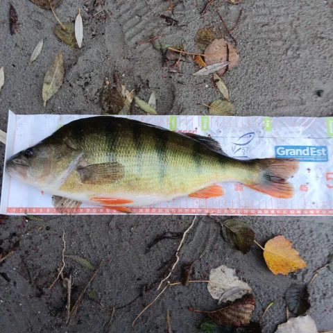 Flussbarsch