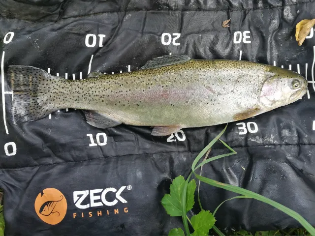 Regenbogenforelle