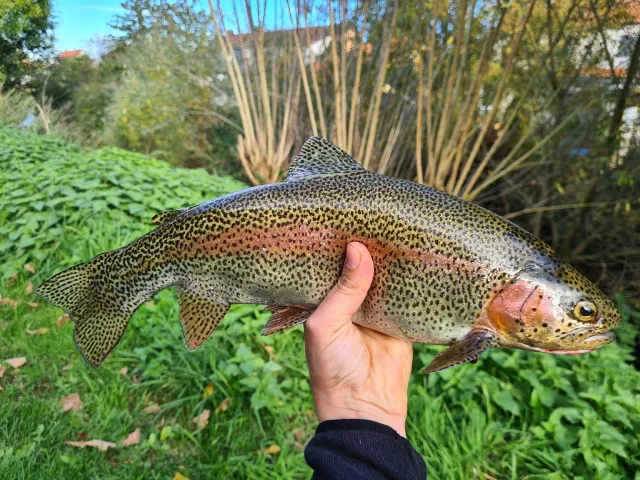 Regenbogenforelle