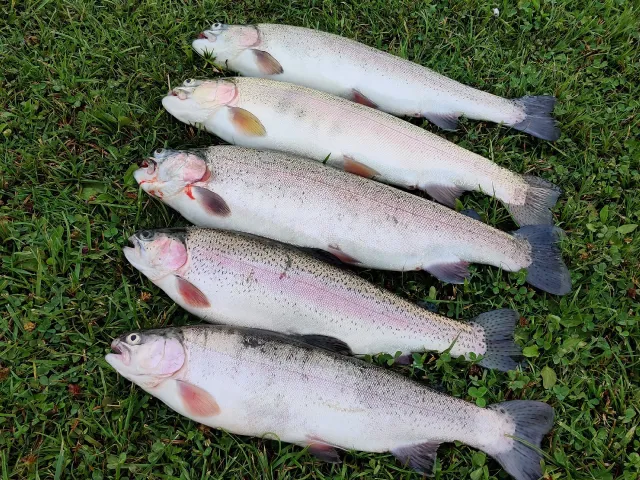 Regenbogenforelle