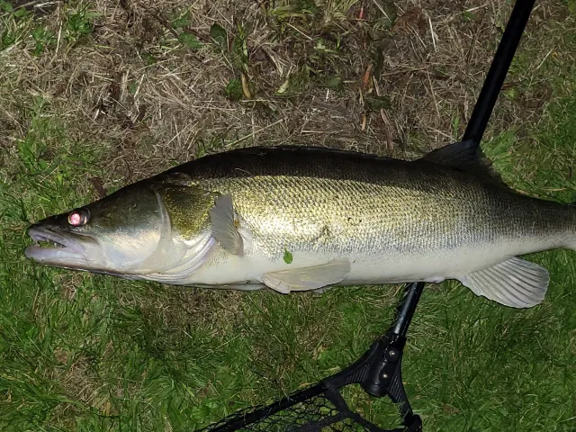 Zander