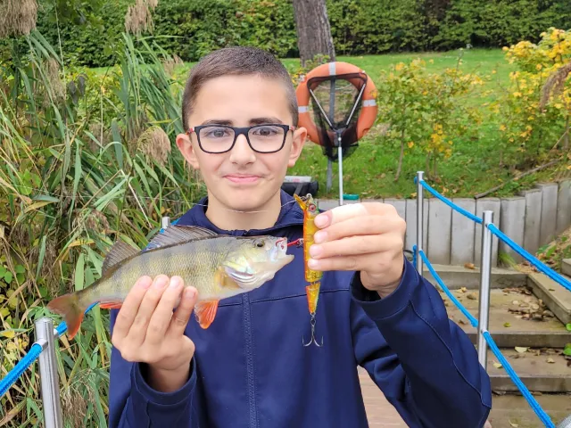 Flussbarsch