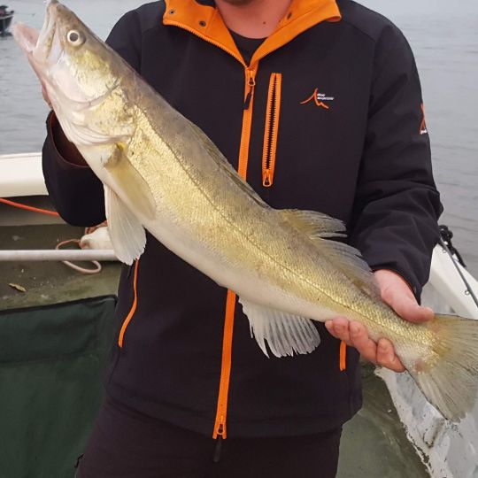 Zander