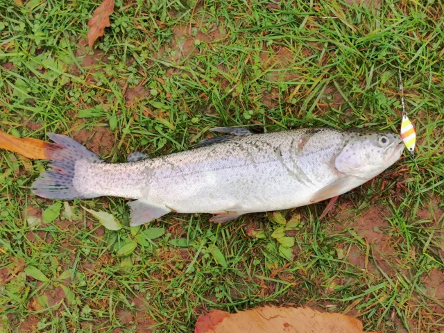 Regenbogenforelle