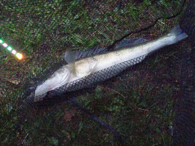 Zander