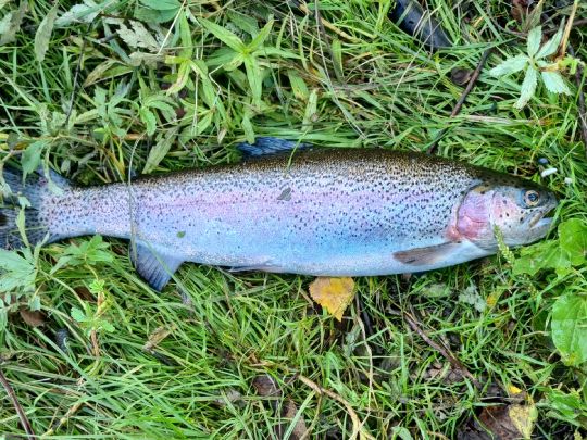Regenbogenforelle
