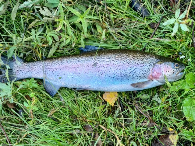Regenbogenforelle
