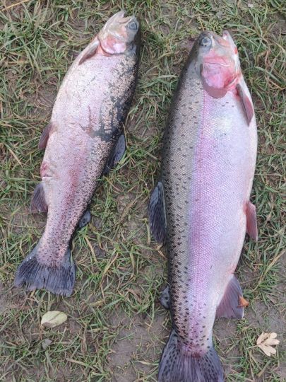 Regenbogenforelle