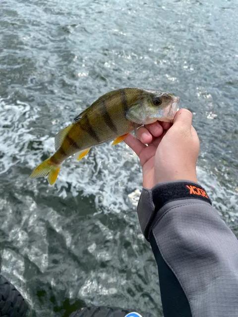 Flussbarsch