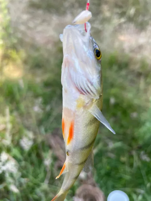 Flussbarsch