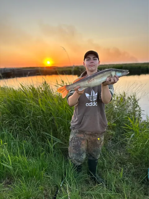 Zander