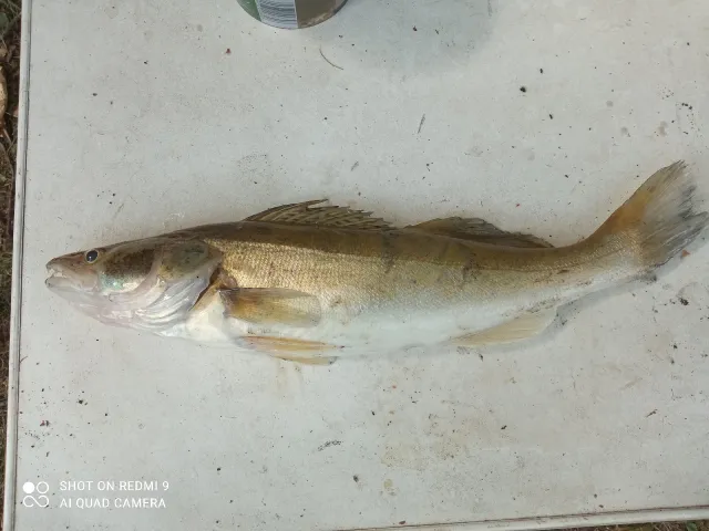 Zander