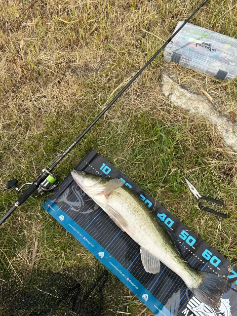 Zander