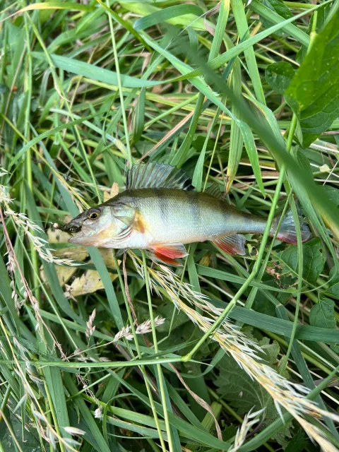 Flussbarsch