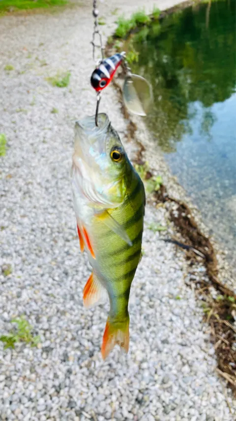 Flussbarsch