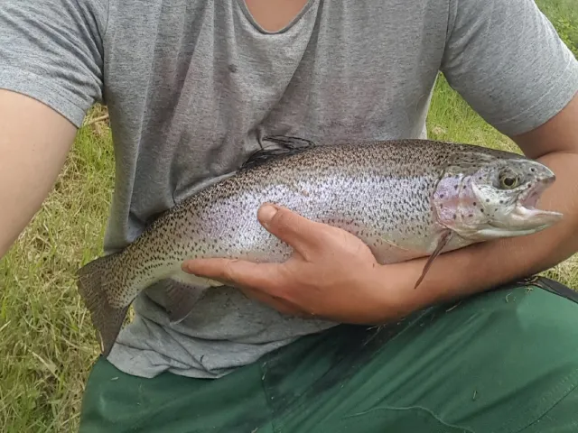 Regenbogenforelle