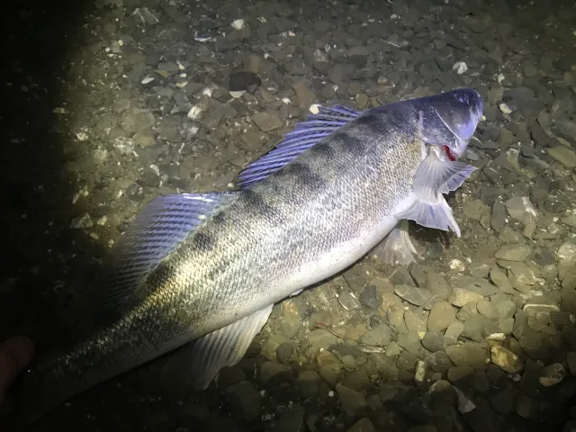 Zander