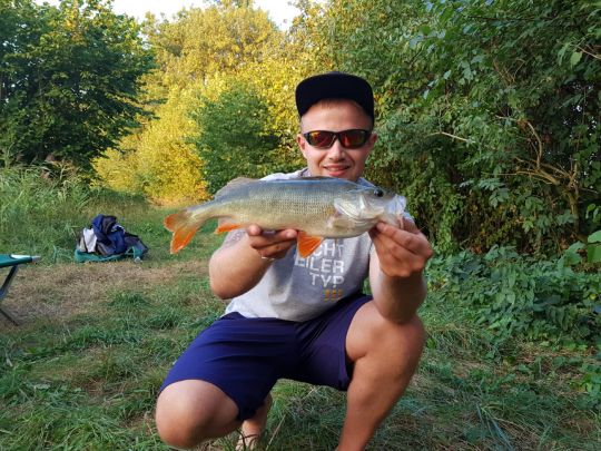 Flussbarsch