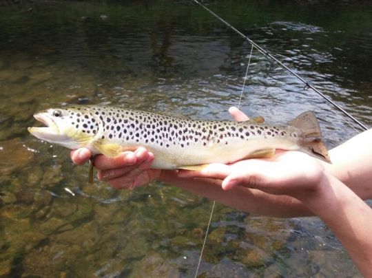 Bachforelle