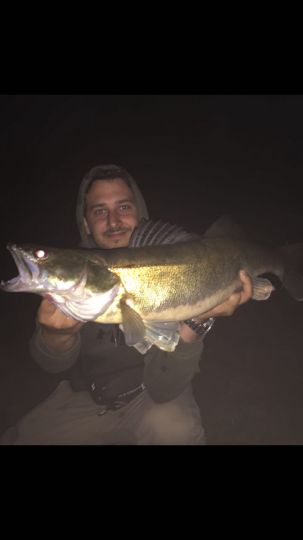 Zander