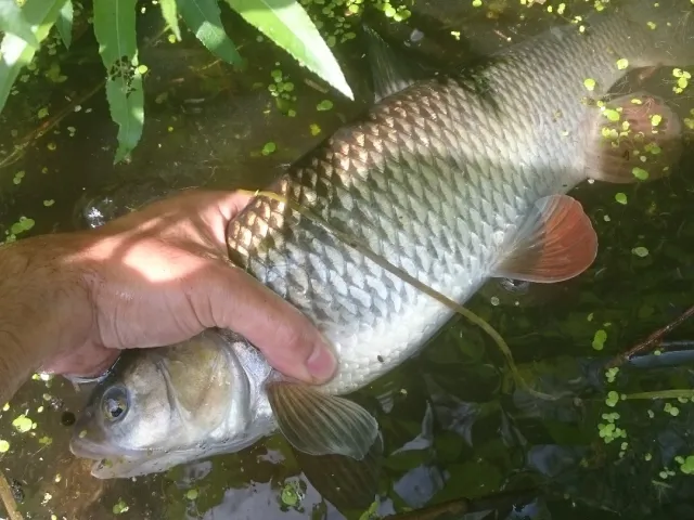 Döbel