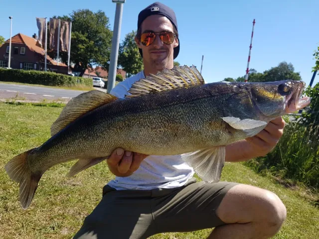 Zander