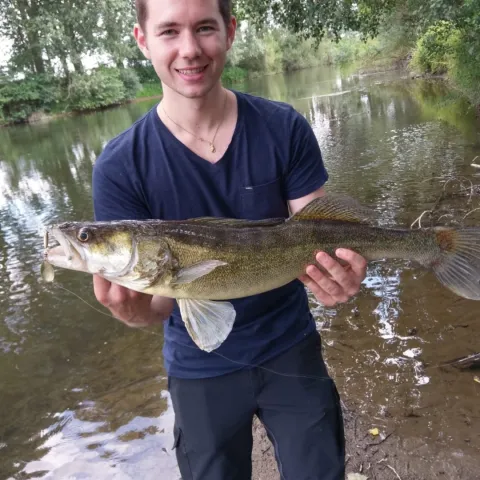 Zander
