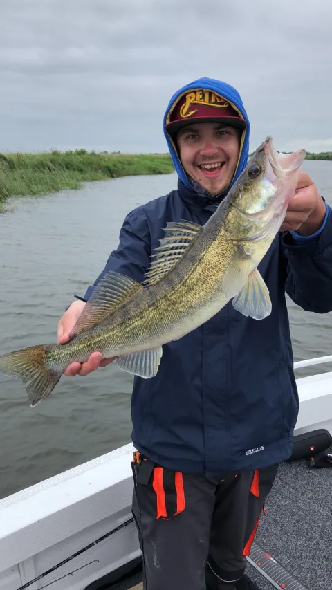 Zander