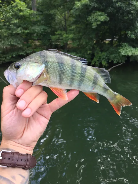 Flussbarsch