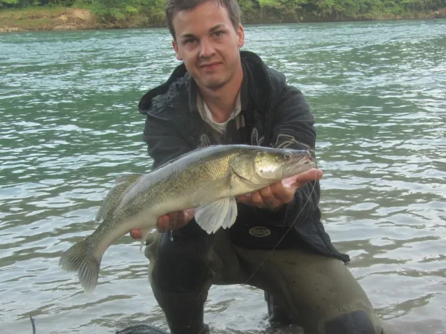Zander
