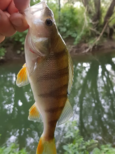 Flussbarsch